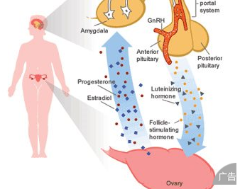 内分泌性女性不孕的病因